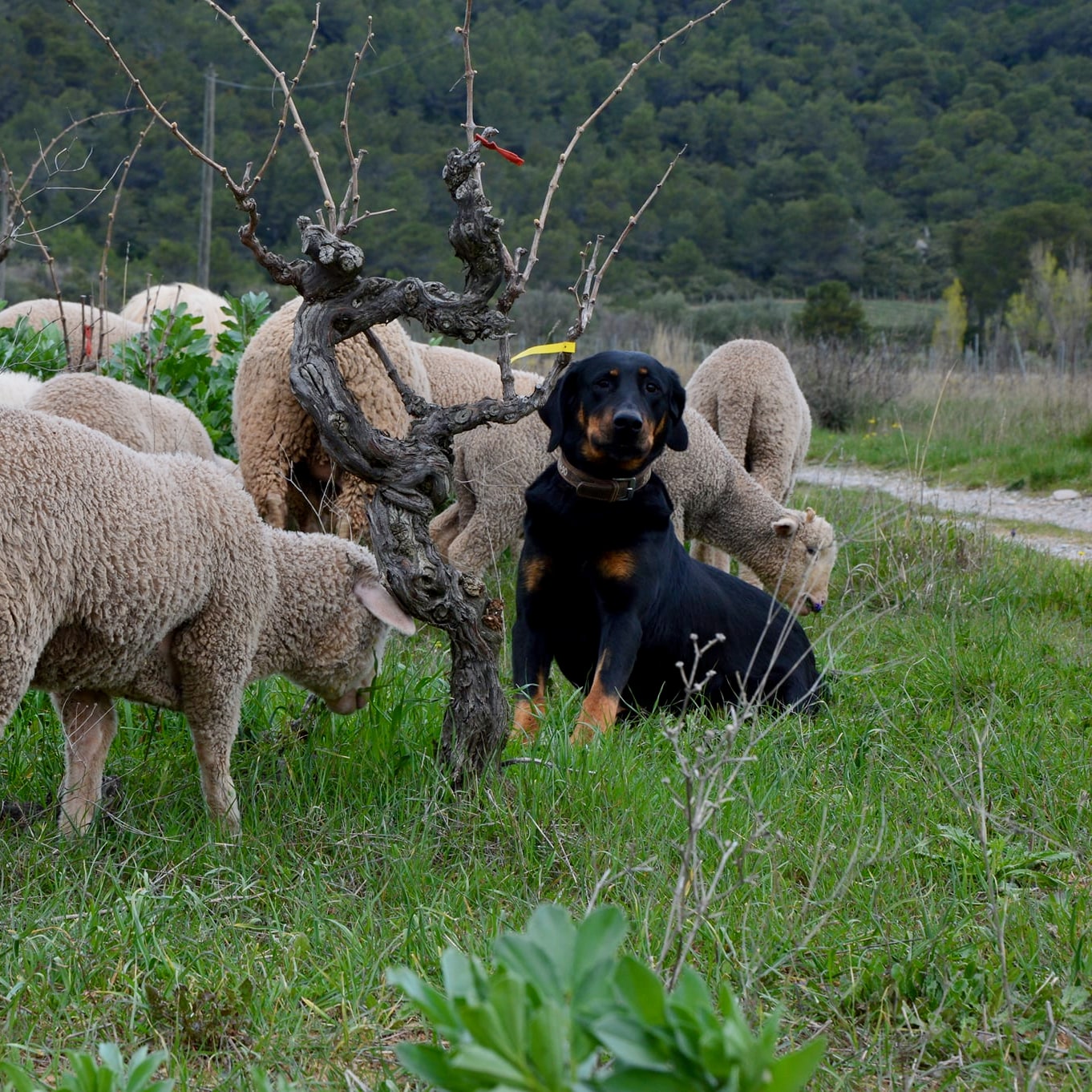  domaine de gabelas - mathieu bartholin - saint-chinian - cubi nature - bib nature - cubi bio - bib bio - let it bib - 11 