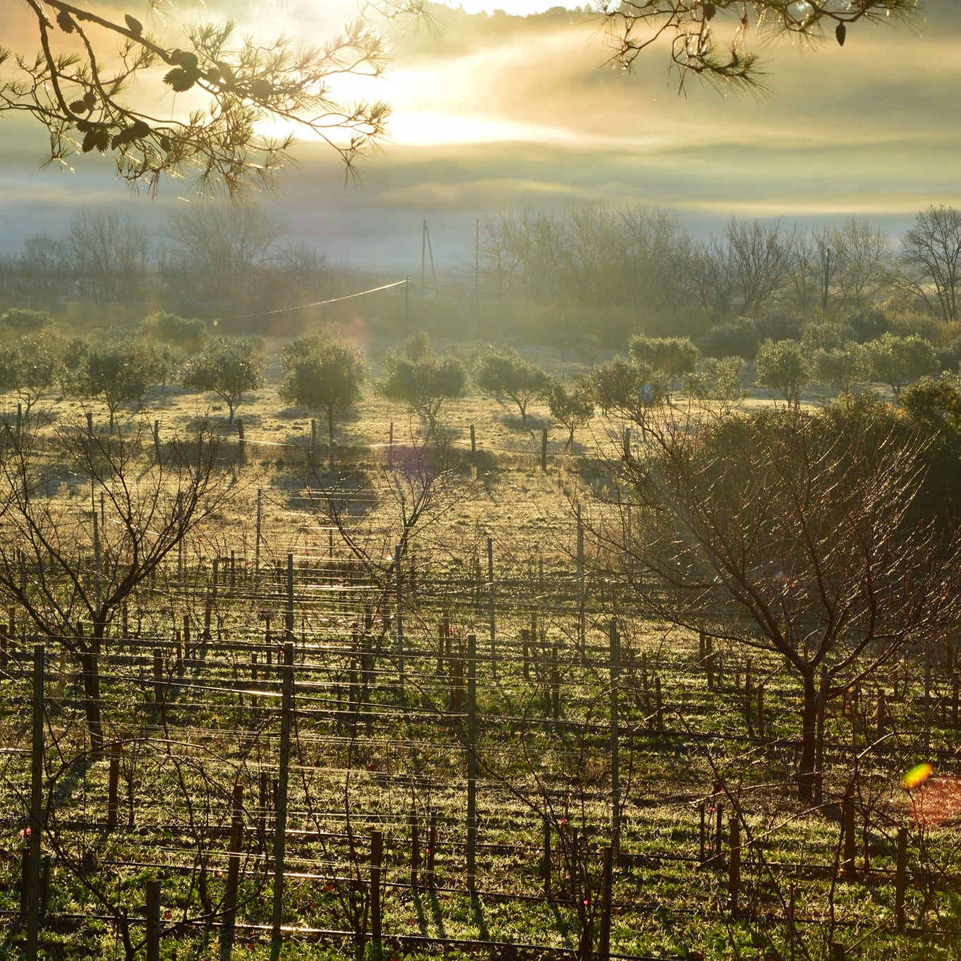  domaine de gabelas - mathieu bartholin - saint-chinian - cubi nature - bib nature - cubi bio - bib bio - let it bib - 13 