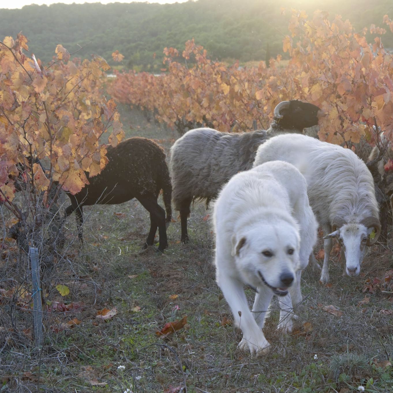  domaine de gabelas - mathieu bartholin - saint-chinian - cubi nature - bib nature - cubi bio - bib bio - let it bib - 14 