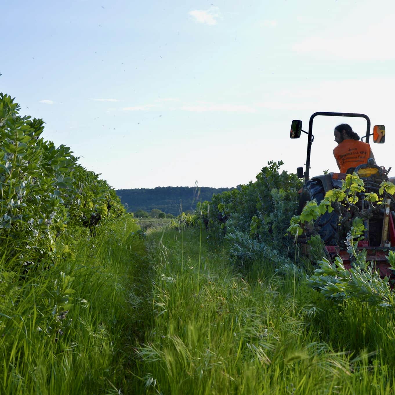  domaine de gabelas - mathieu bartholin - saint-chinian - cubi nature - bib nature - cubi bio - bib bio - let it bib - 15 