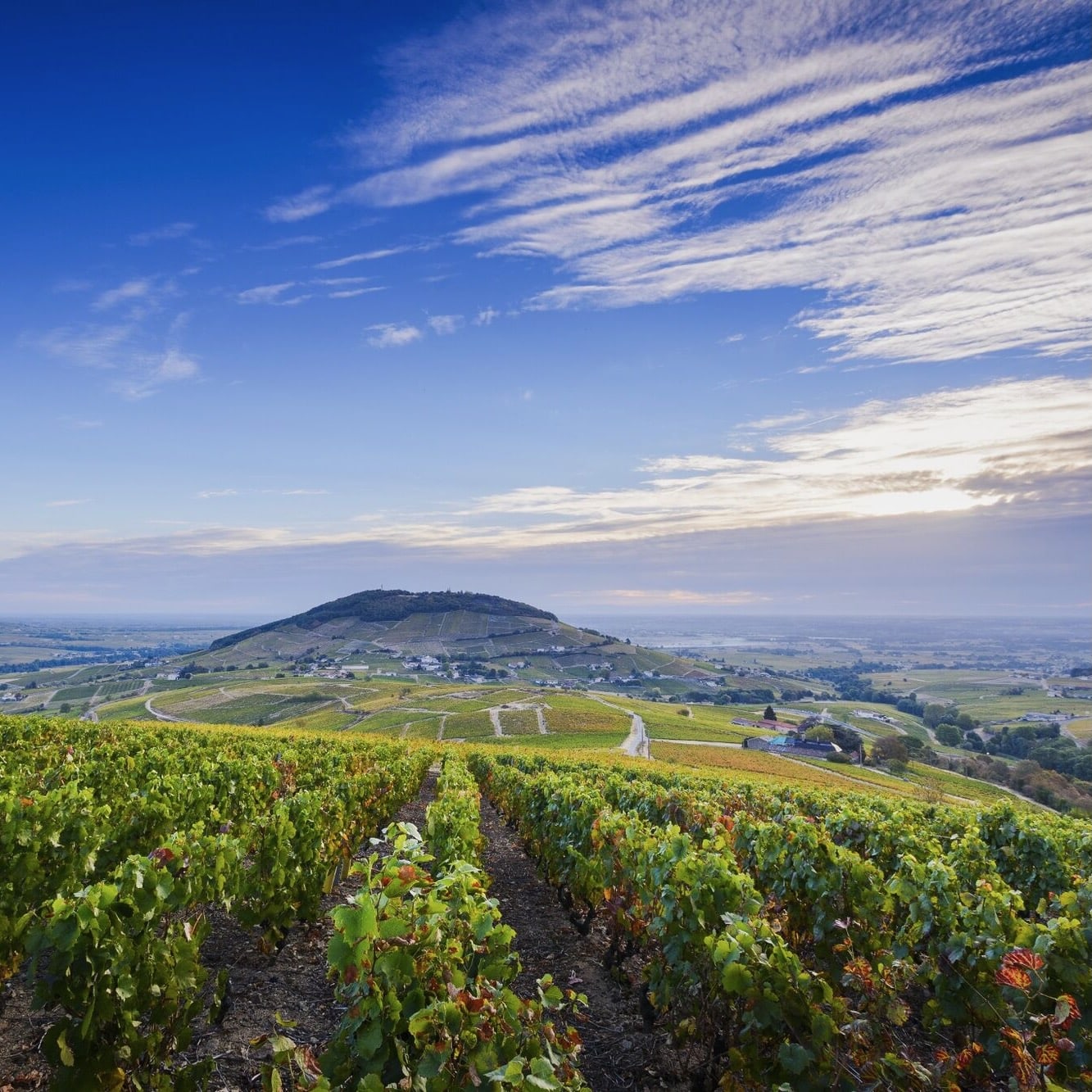  domaine de la sorbière - beaujolais - gamay - bib bio - cubi bio - let it bib - vin nature - 6 