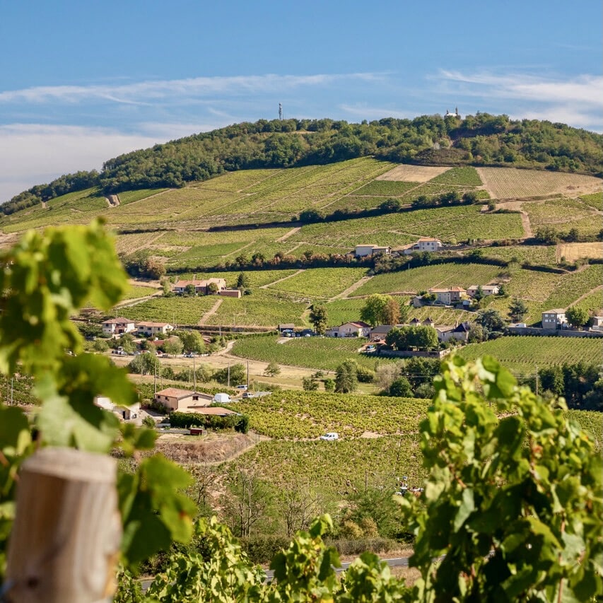  domaine de la sorbière - beaujolais - gamay - bib bio - cubi bio - let it bib - vin nature - 7 