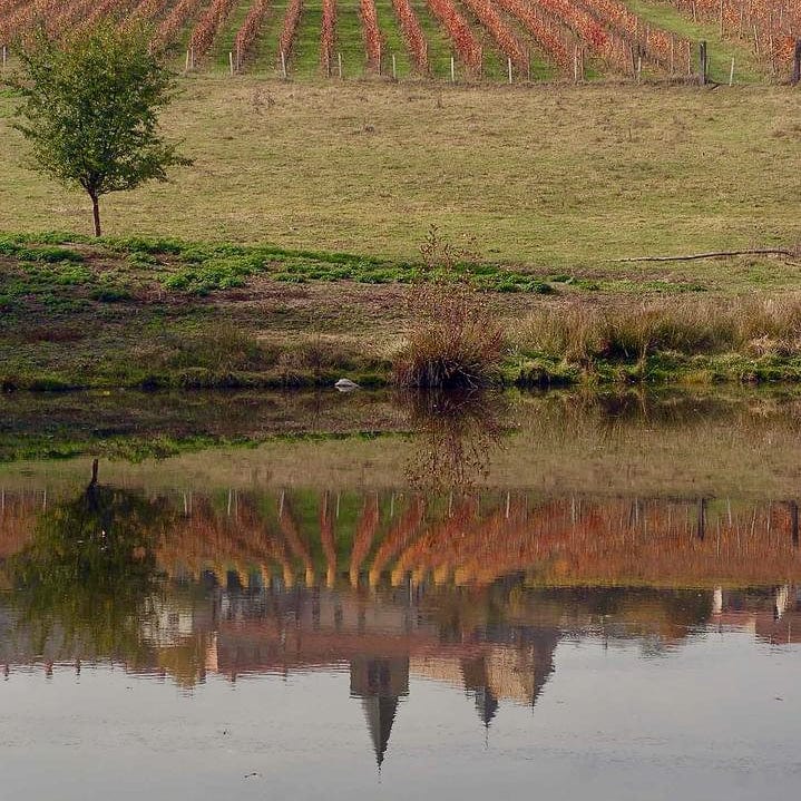  domaine des palais - viognier - let it bib - cubi bio - bib bio - côte roannaise - loire volcanique - vin nature - 6 