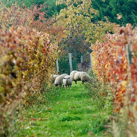 domaine des palais - viognier - let it bib - cubi bio - bib bio - côte roannaise - loire volcanique - vin nature - 7 