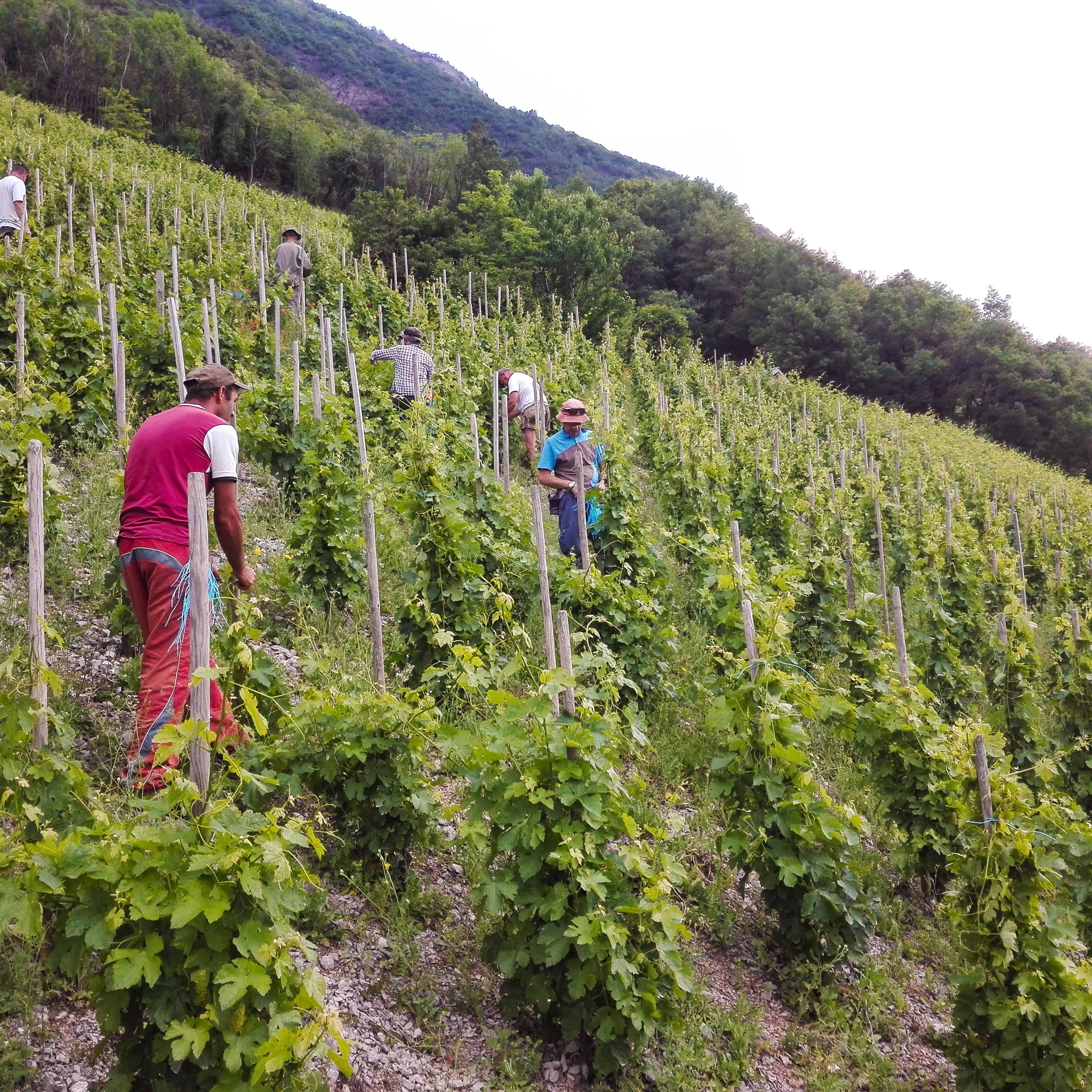Crac Boum’Bu rouge (AOC Savoie)