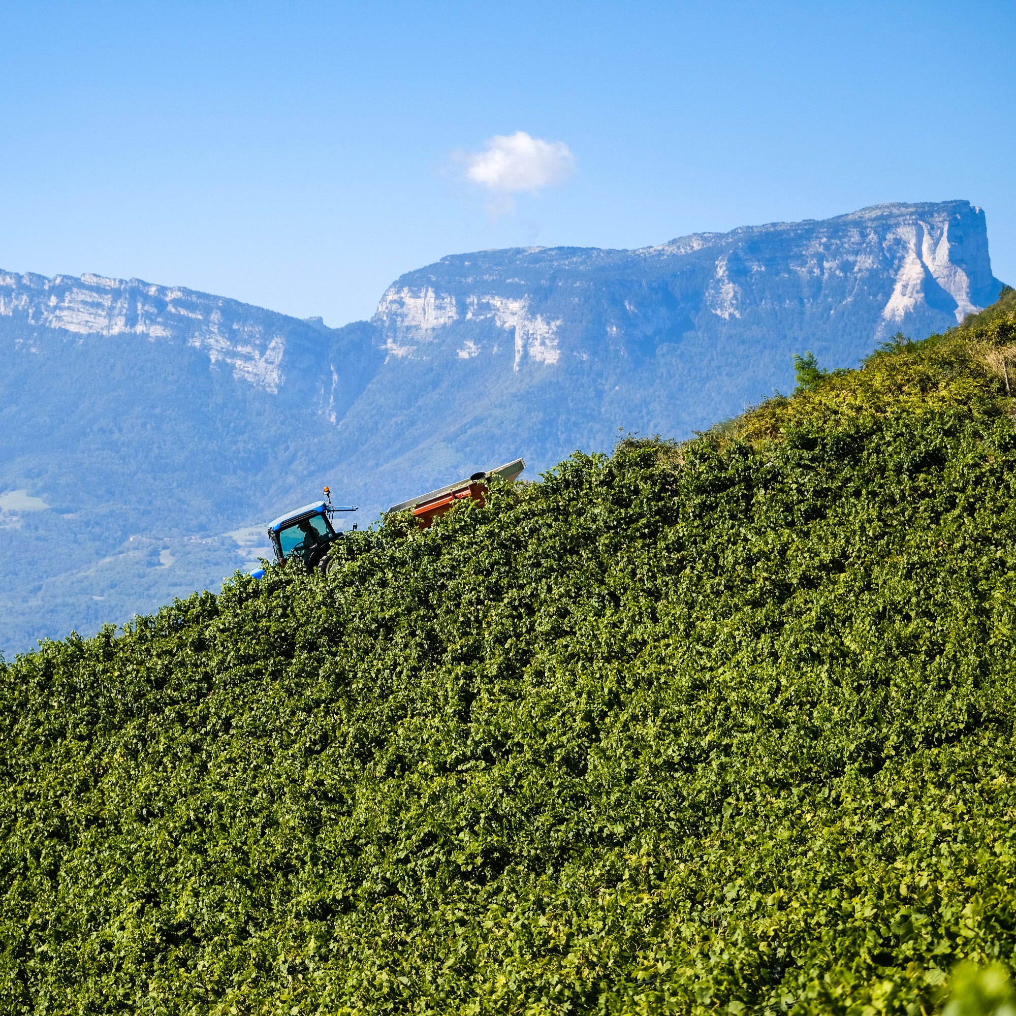 Crac Boum’Bu rouge (AOC Savoie)