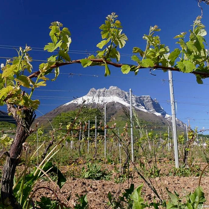 Crac Boum’Bu rouge (AOC Savoie)