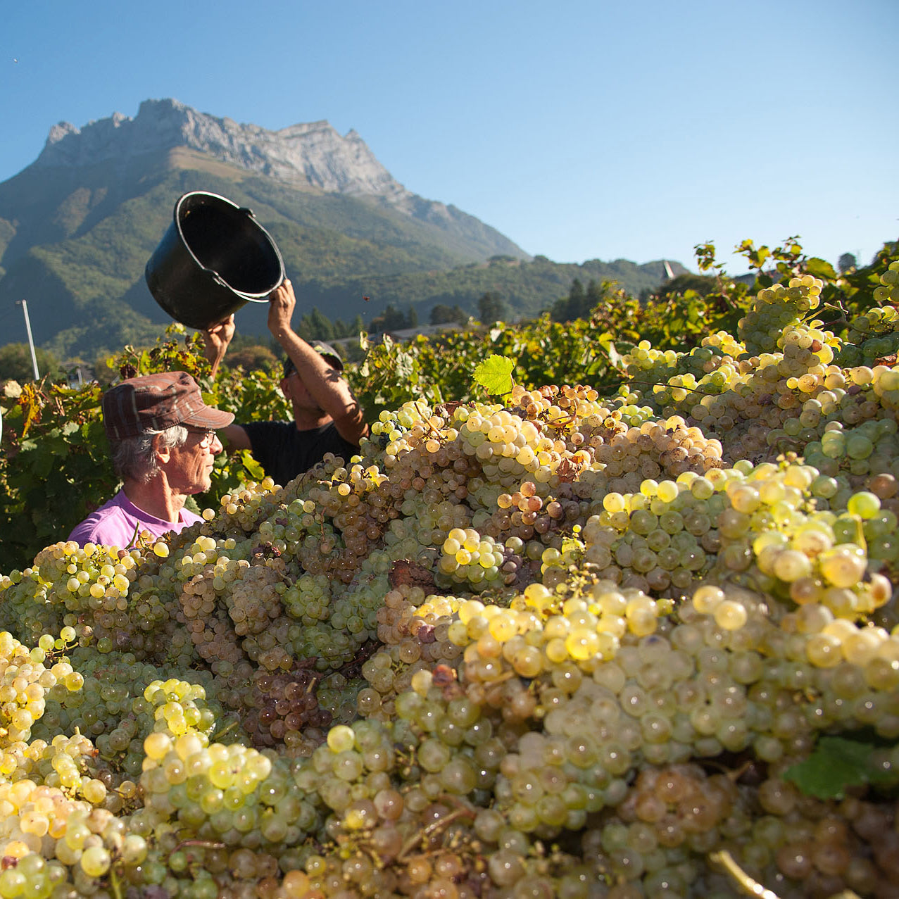 Crac Boum’Bu blanc (AOC Savoie)