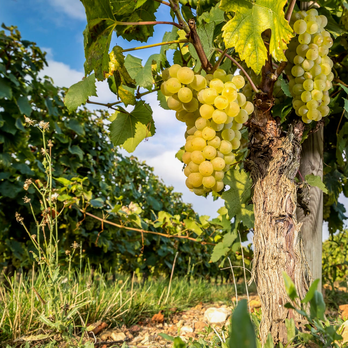 Bourgogne blanc 2024 (AOC)