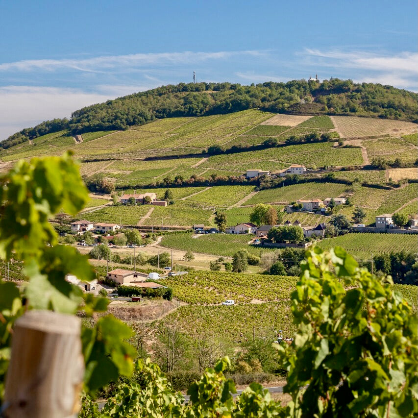 Bourgogne blanc 2024 (AOC)