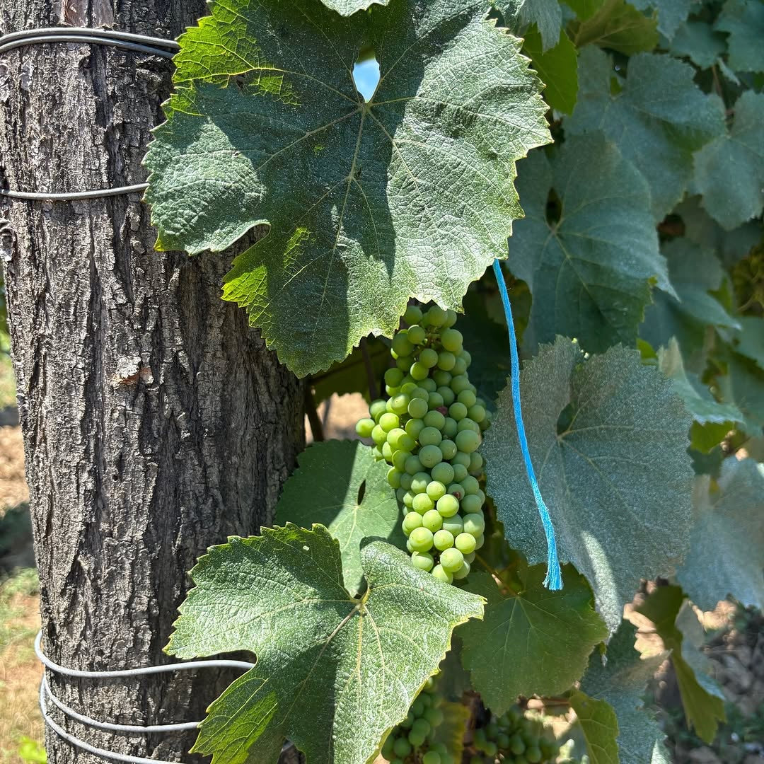 Chardonnay (AOC Bugey)