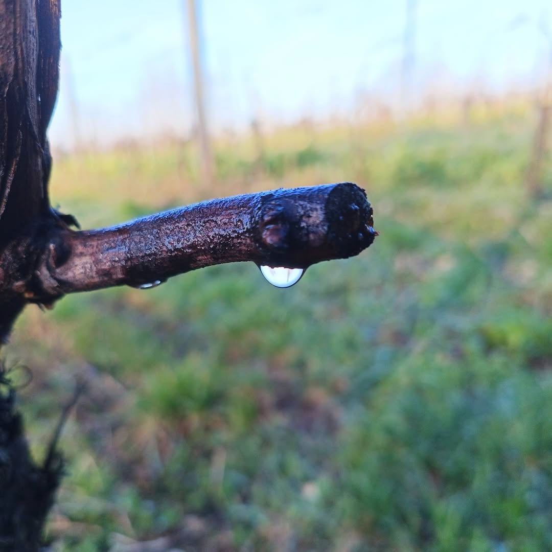 Chardonnay (AOC Bugey)