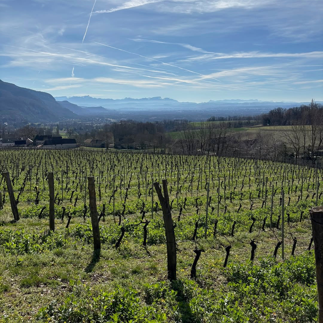 Chardonnay (AOC Bugey)