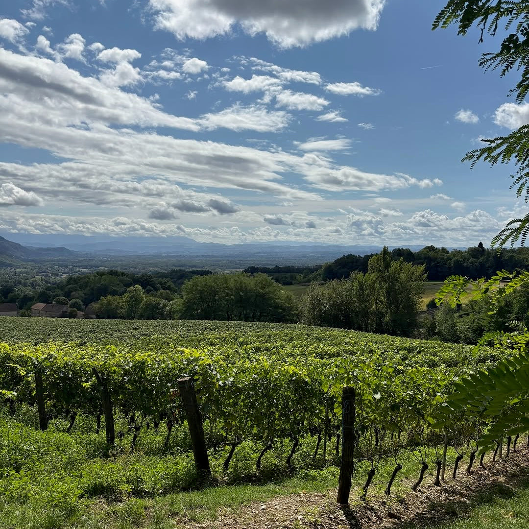 Chardonnay (AOC Bugey)