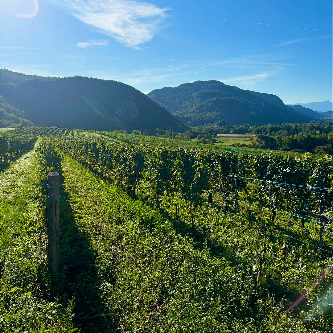 Chardonnay (AOC Bugey)