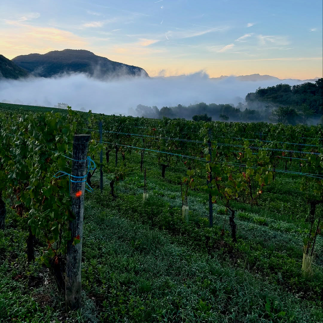 Chardonnay (AOC Bugey)