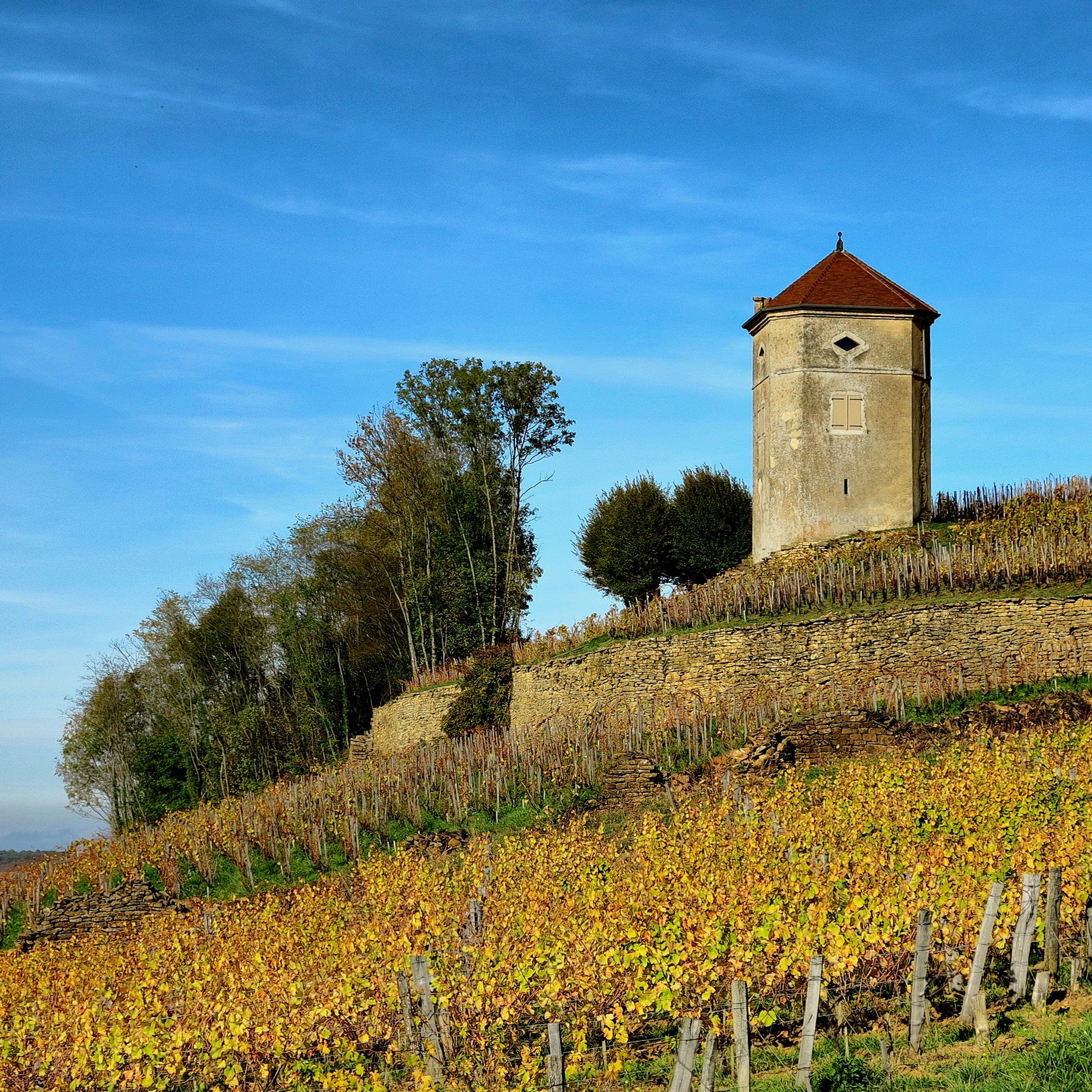  domaine villet - arbois - vin bio - vin nature - bib - cubi - let it bib - savagnin - chardonnay - 2 