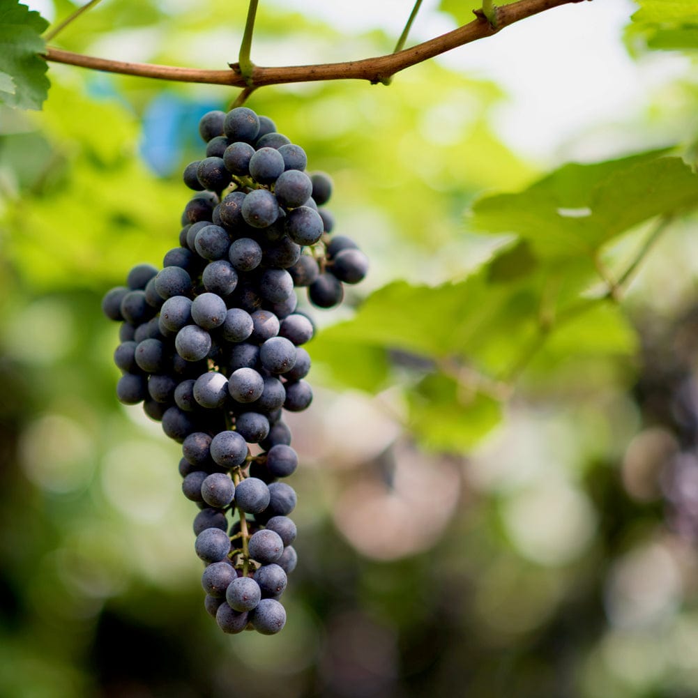 La Brute (pinot noir) 2023 (Vin de France)