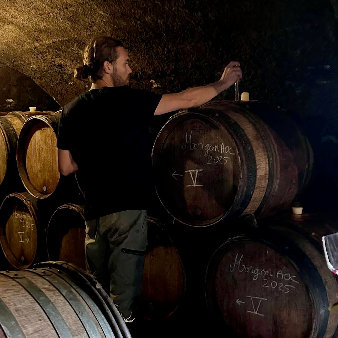 Raisins gaulois 2025 (Vin de France)