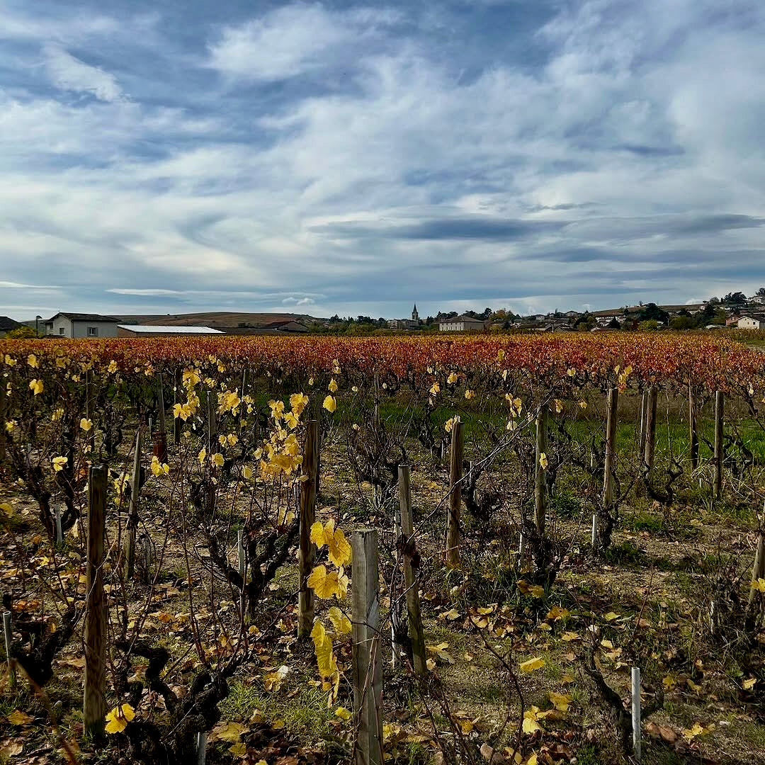 Raisins gaulois 2025 (Vin de France)