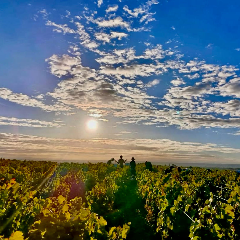 Raisins gaulois 2025 (Vin de France)