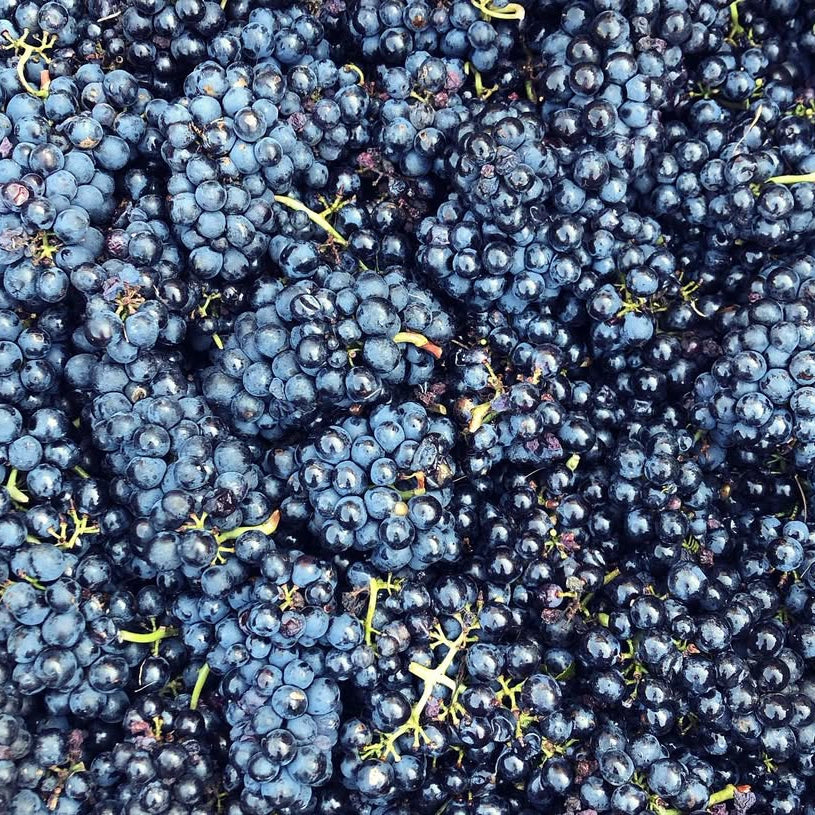 Raisins gaulois 2025 (Vin de France)
