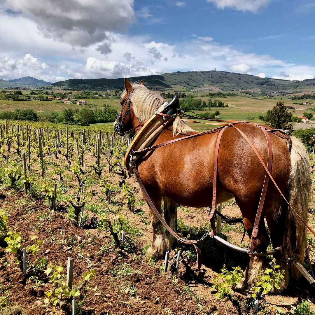 Raisins gaulois 2025 (Vin de France)