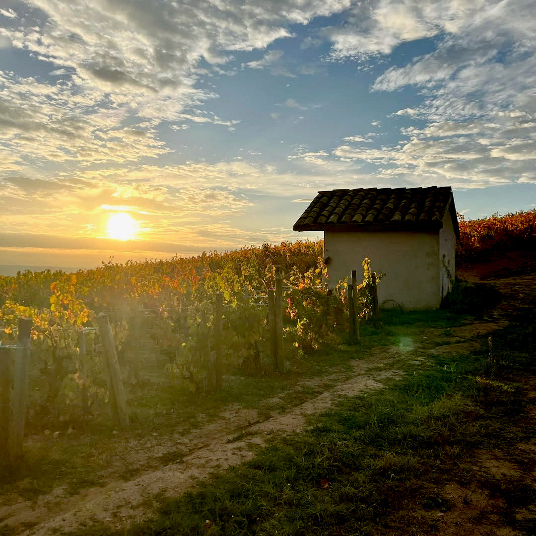 Raisins gaulois 2025 (Vin de France)