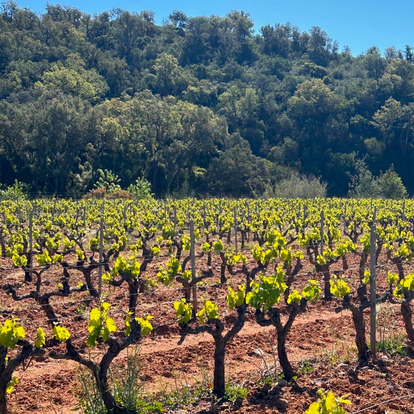 Côtes de Provence 2025 (AOC)