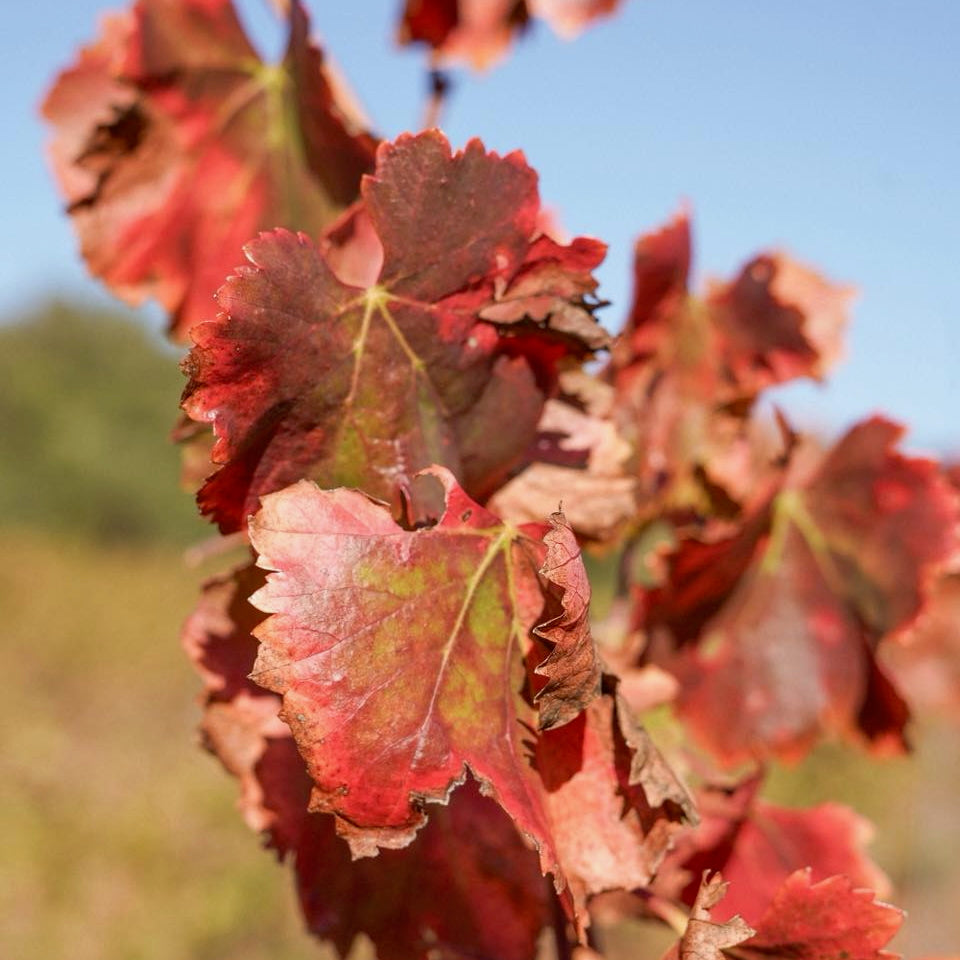 Côtes de Provence 2025 (AOC)