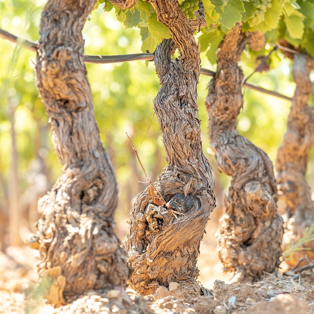 Côtes de Provence 2025 (AOC)