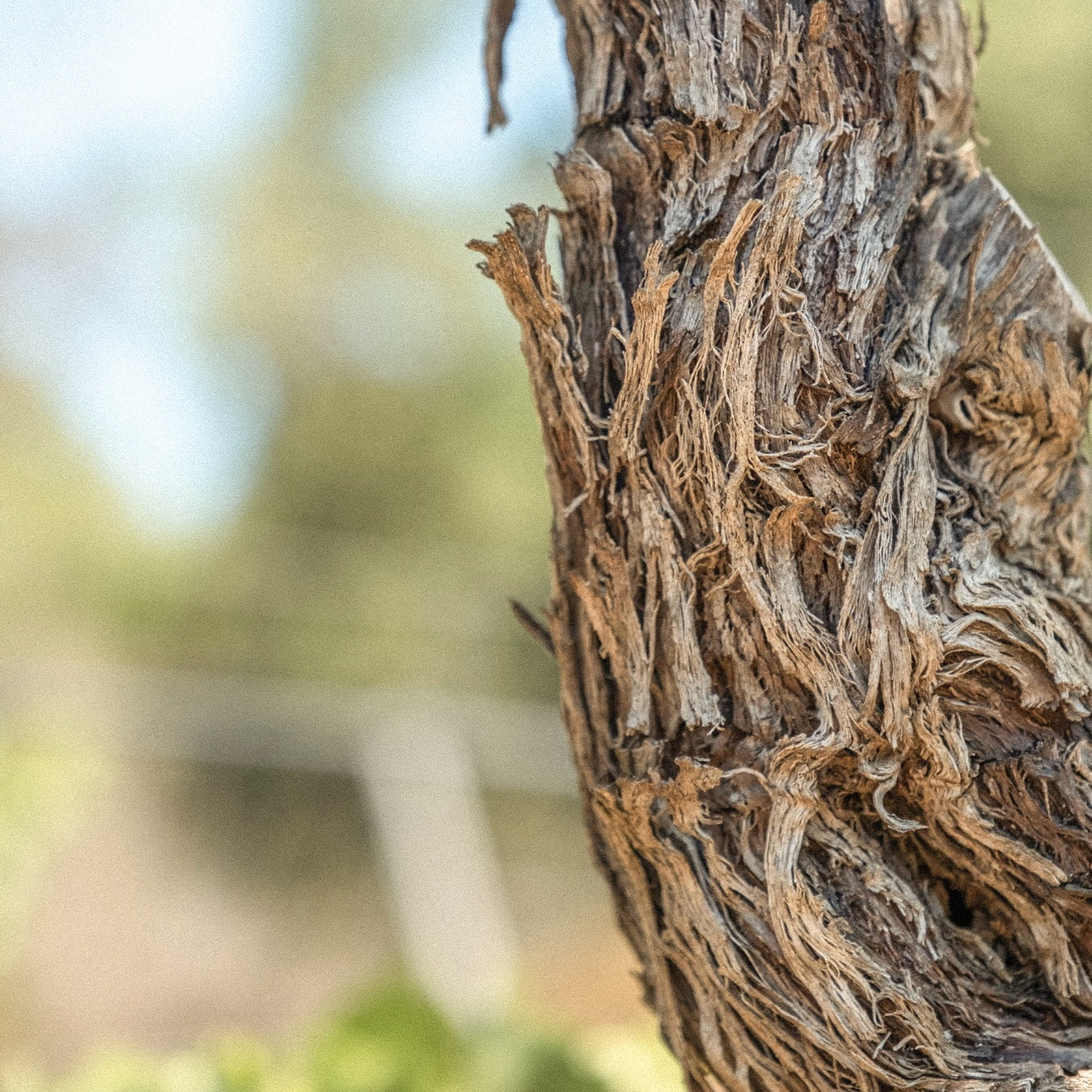 Côtes de Provence 2025 (AOC)