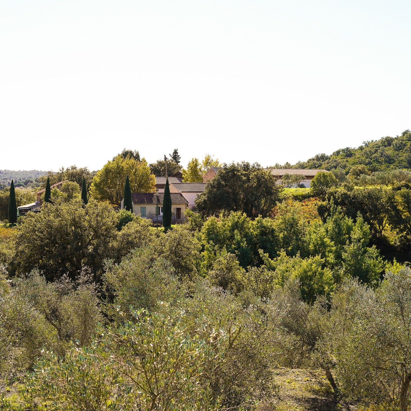Côtes de Provence 2025 (AOC)