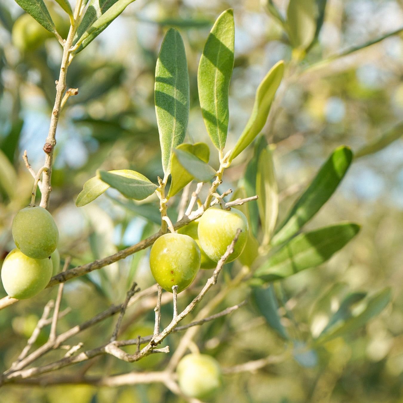 Côtes de Provence 2025 (AOC)