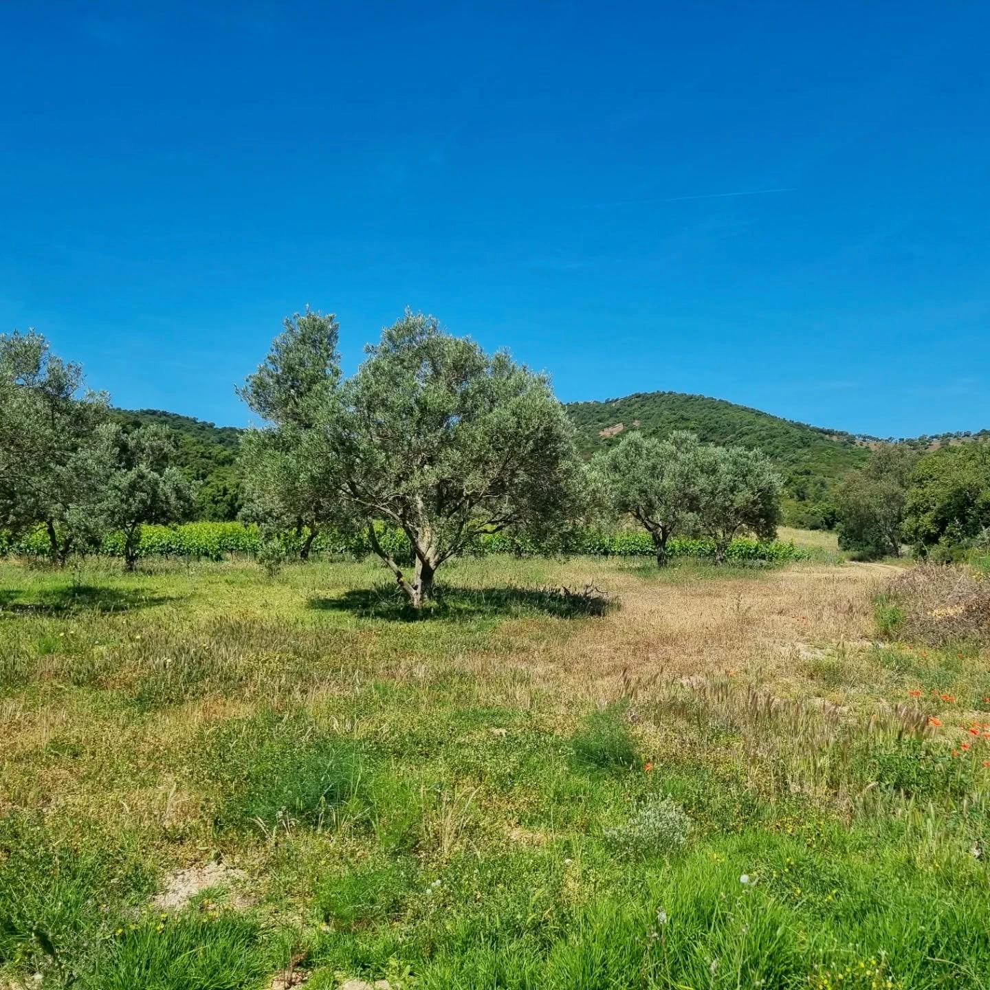 Côtes de Provence 2025 (AOC)