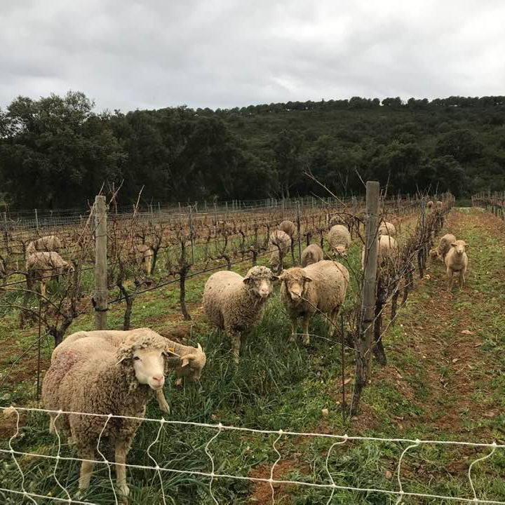 Côtes de Provence 2025 (AOC)