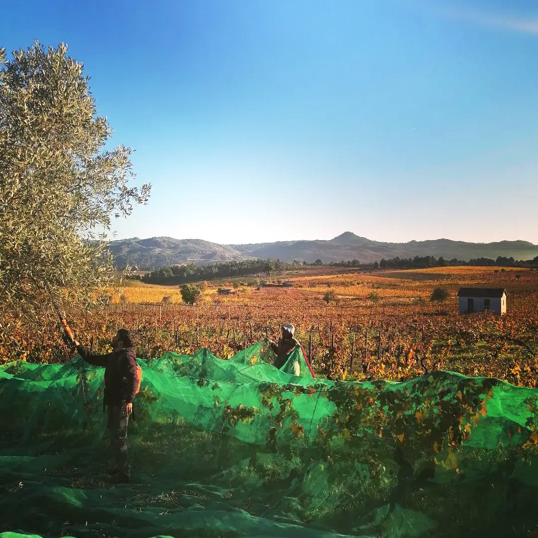 UIVO Curtido 2025  (Douro/Portugal)