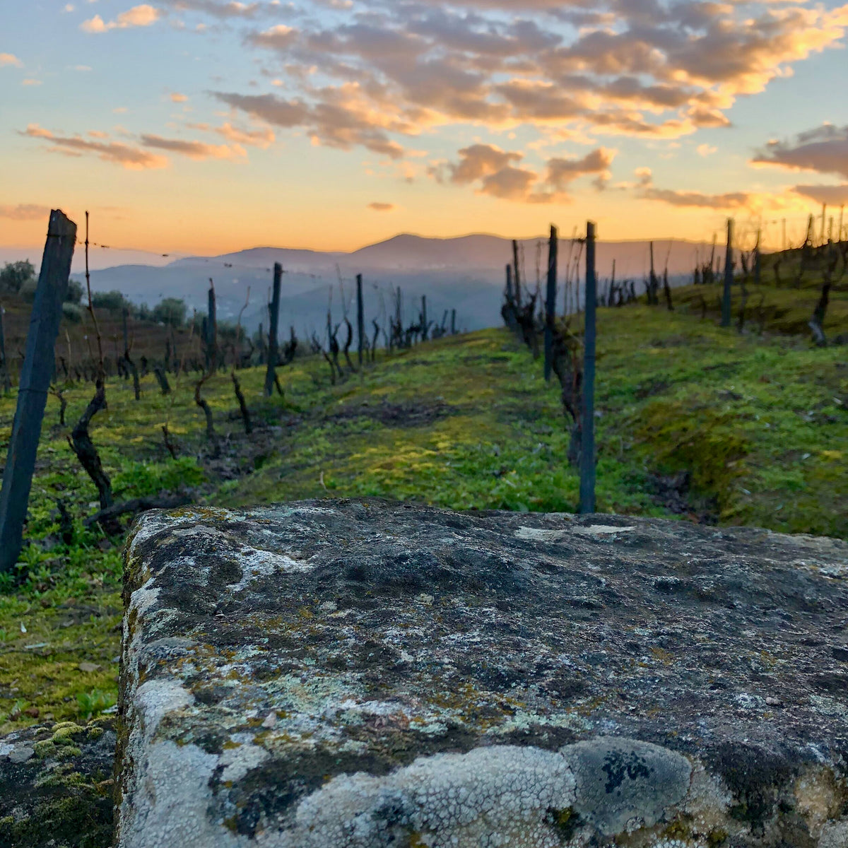 UIVO Curtido 2025  (Douro/Portugal)