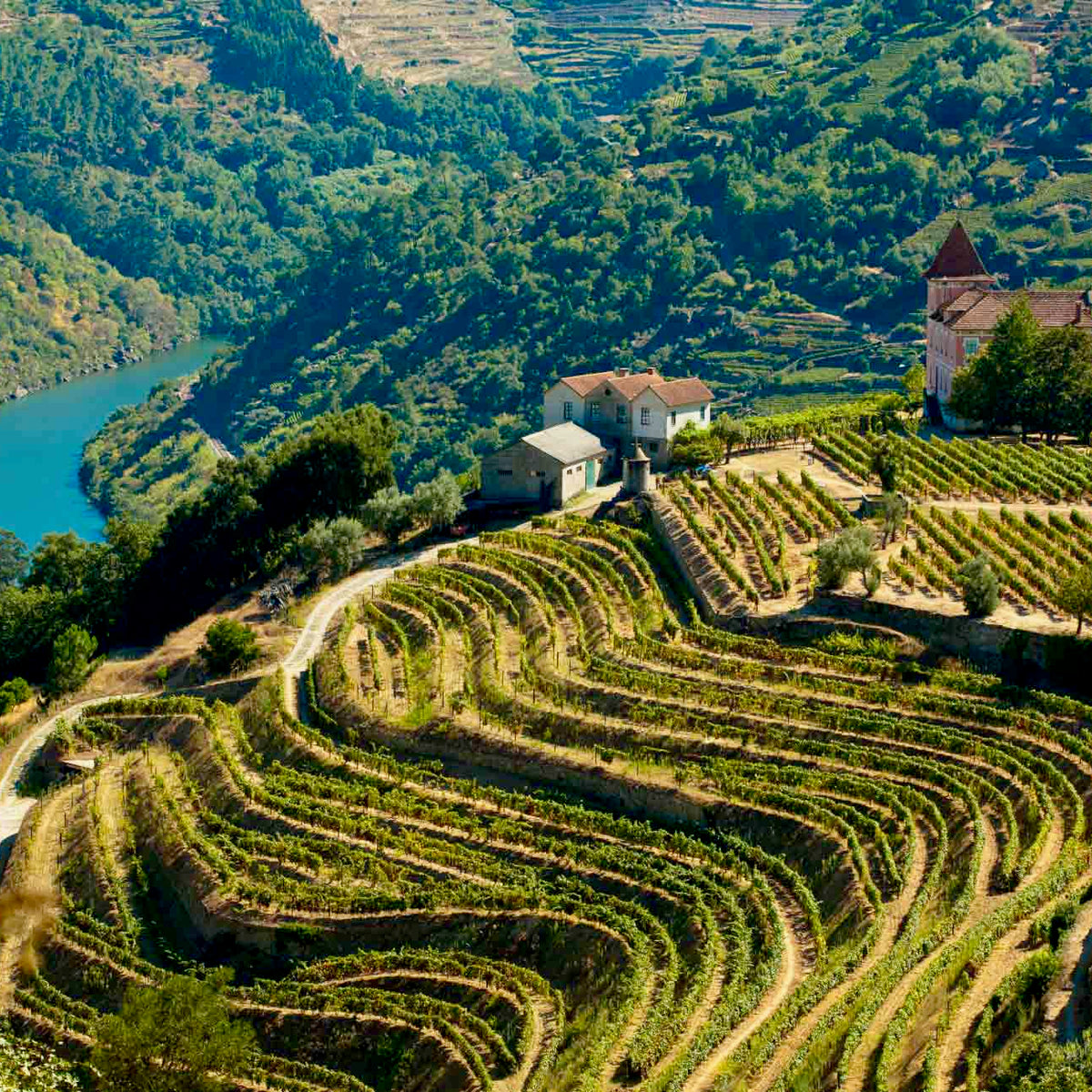 UIVO Curtido 2025  (Douro/Portugal)