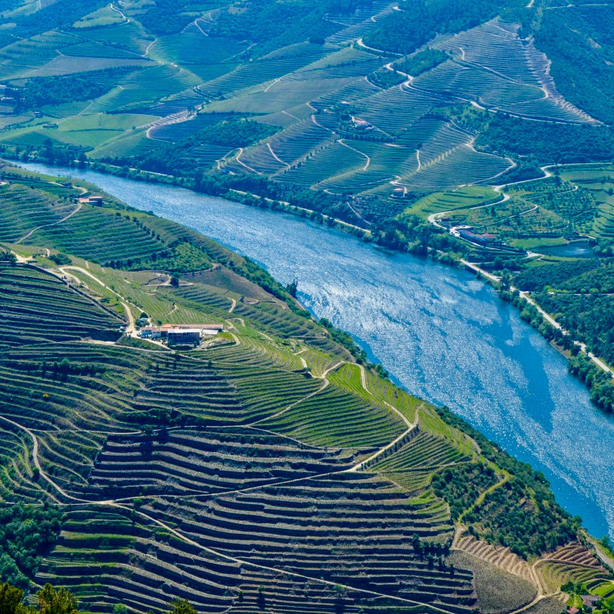 UIVO Curtido 2025  (Douro/Portugal)