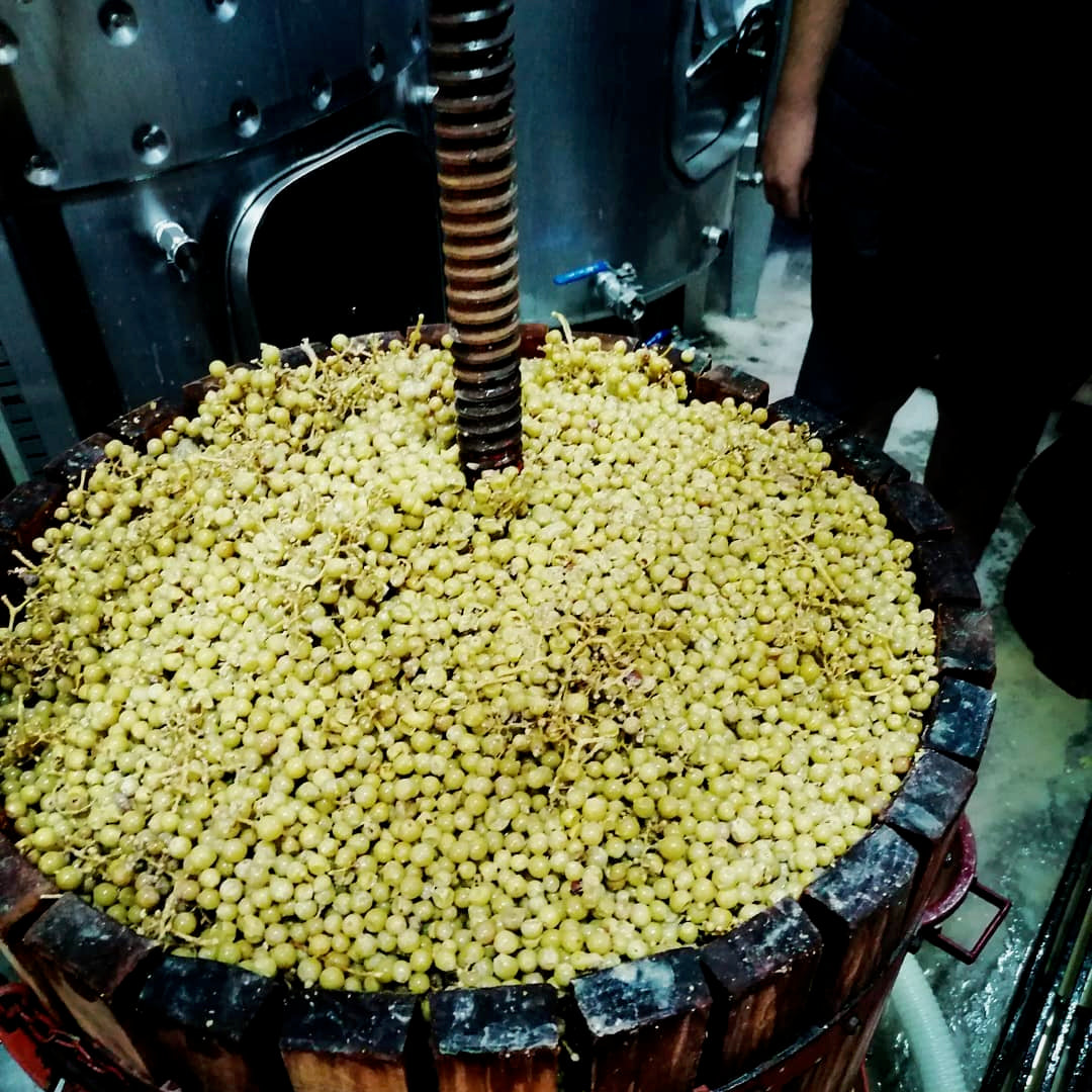 UIVO Curtido 2025  (Douro/Portugal)