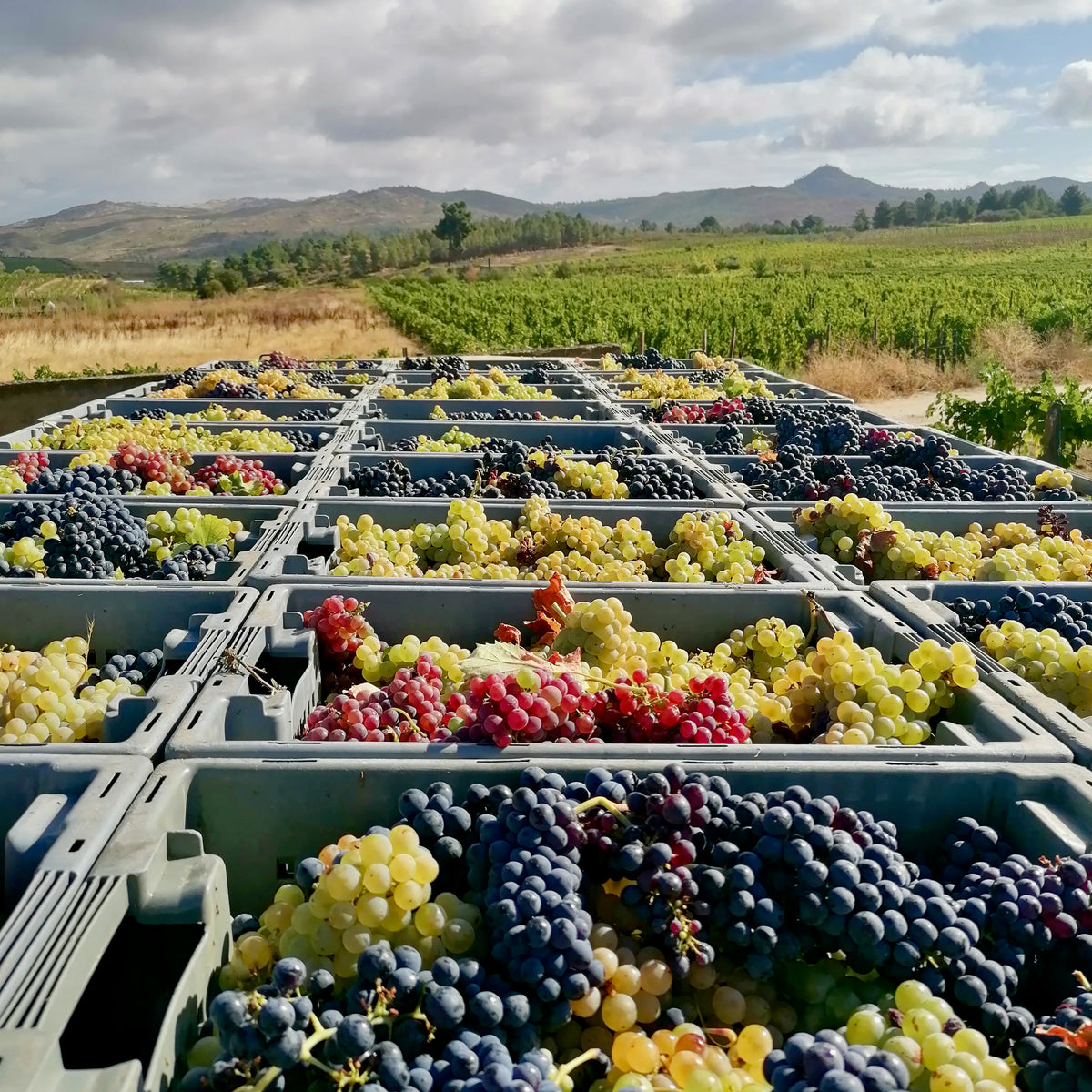 UIVO Curtido 2025  (Douro/Portugal)
