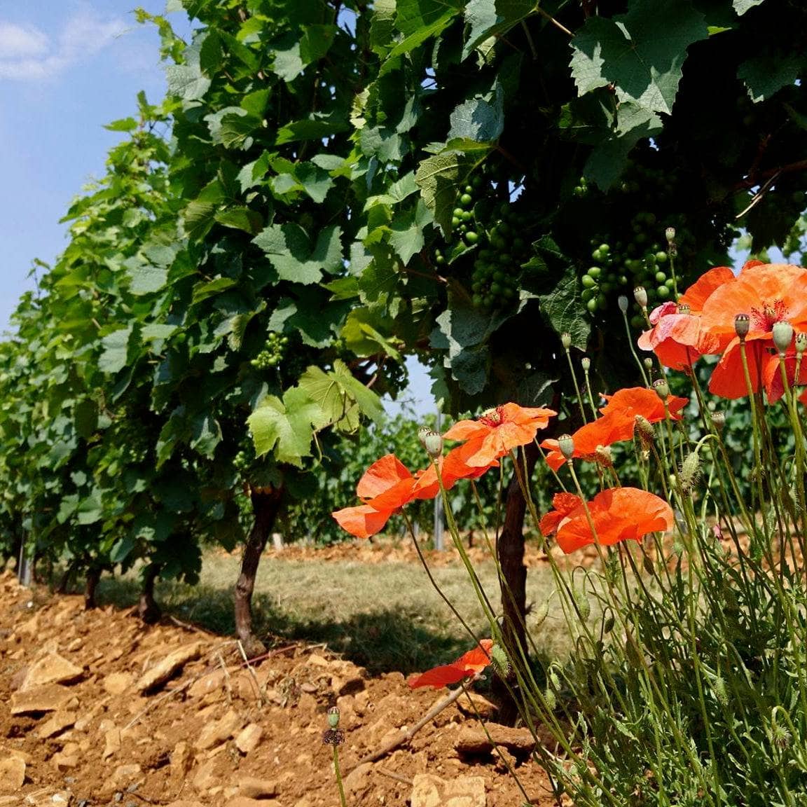 Ronchon de père en fils 2023 (AOC Beaujolais)