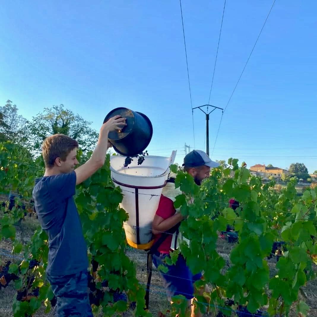 Ronchon de père en fils 2023 (AOC Beaujolais)