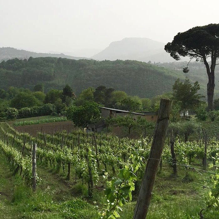  karim vionnet - beaujolais-villages - bib bio - vin nature - cubi bio - morgon - 3 et 5 litres 2 