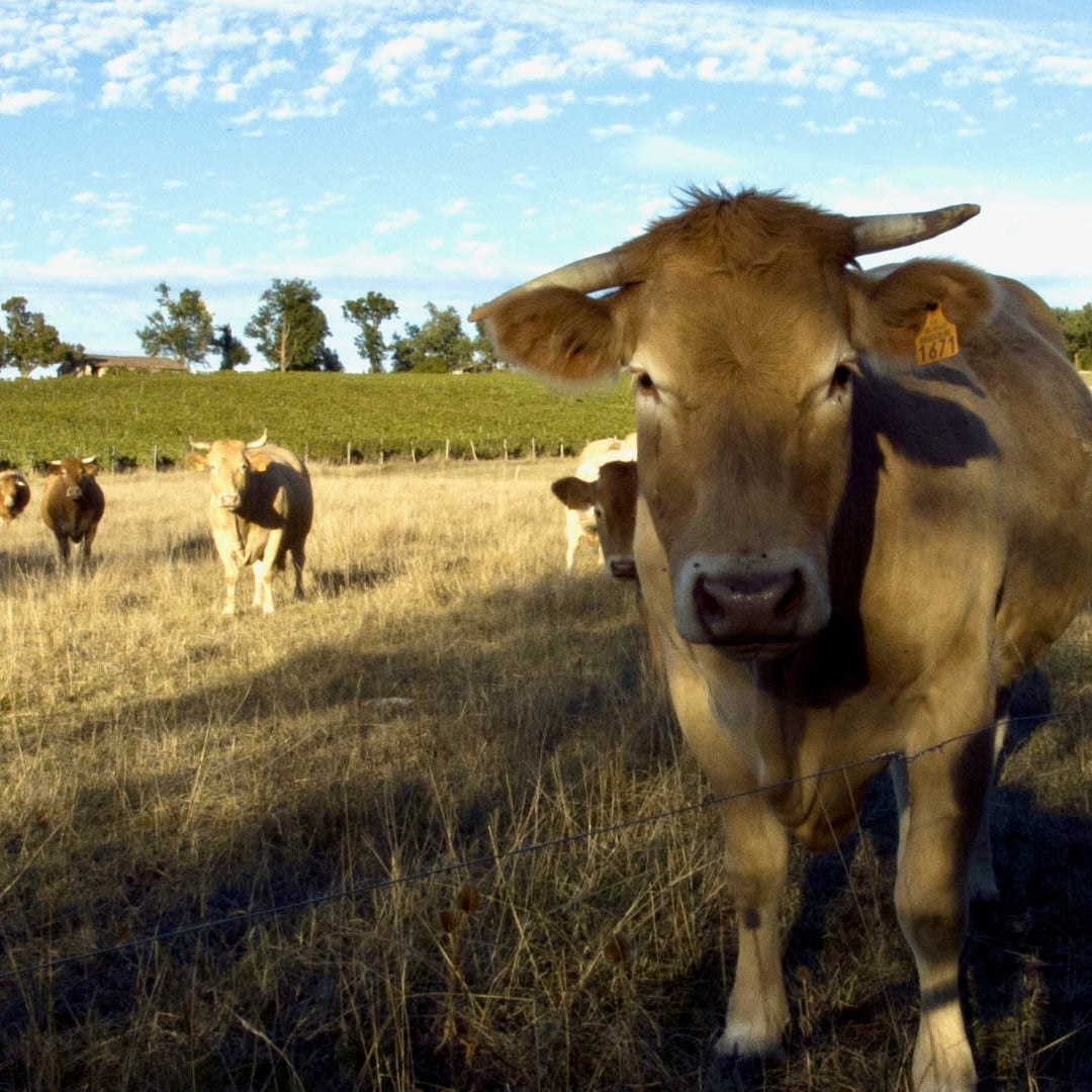 Tannat 2024 (Vin de France)