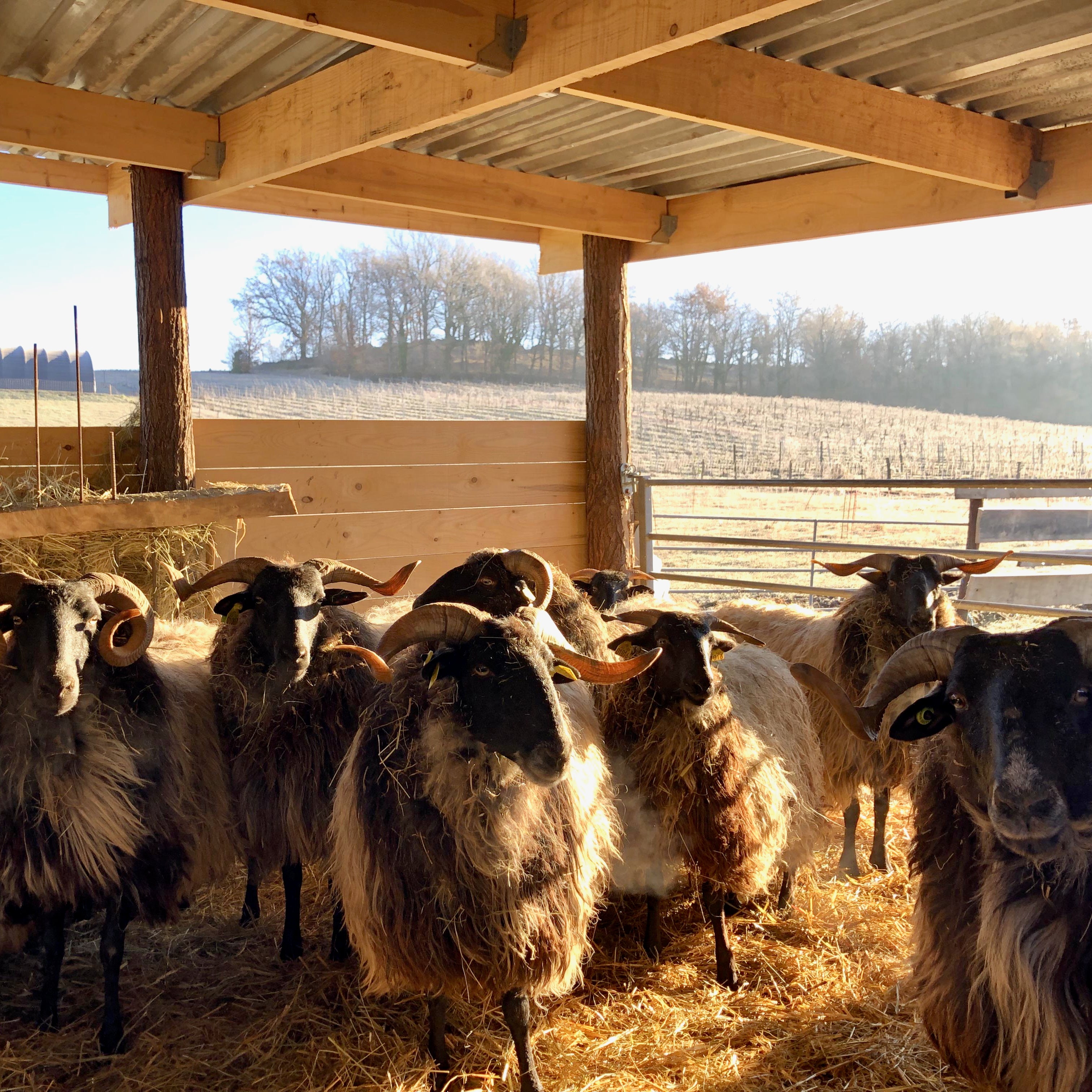 Tannat 2024 (Vin de France)