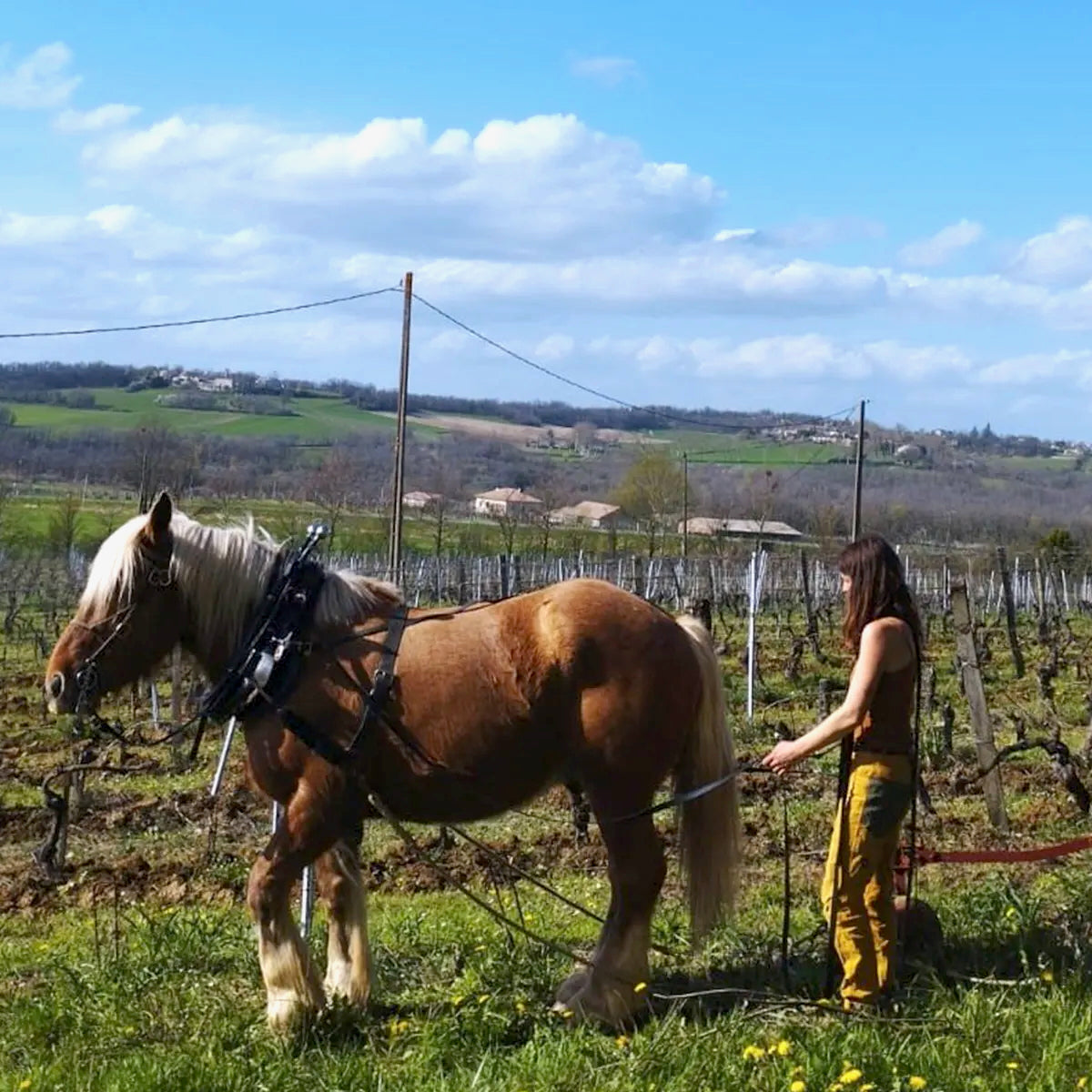 Tannat 2024 (Vin de France)