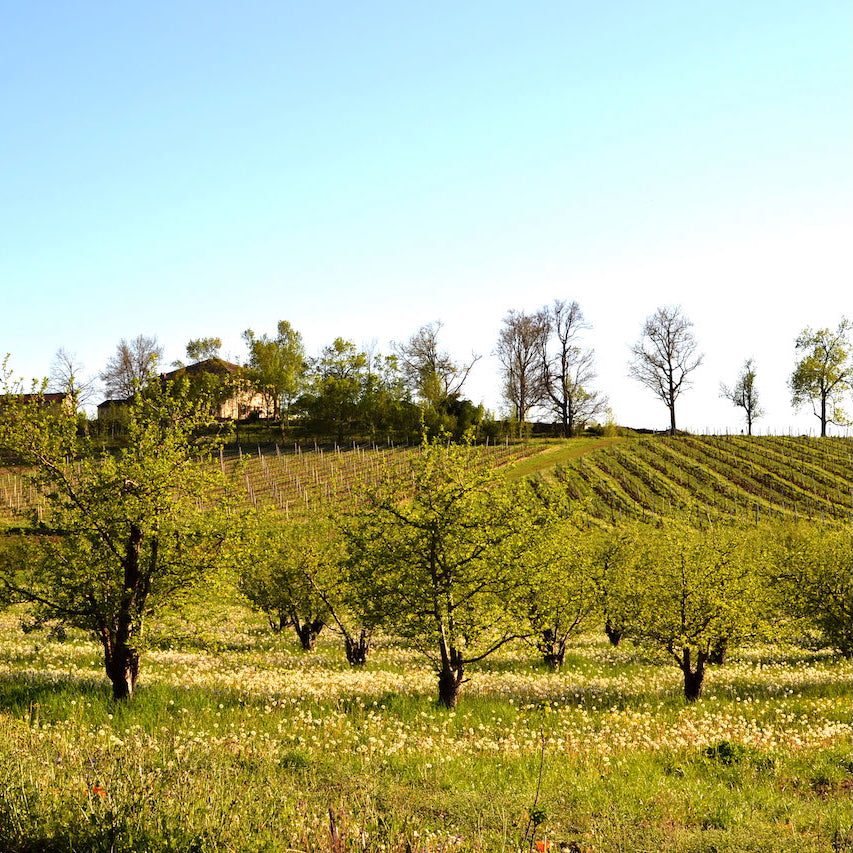 Tannat 2024 (Vin de France)