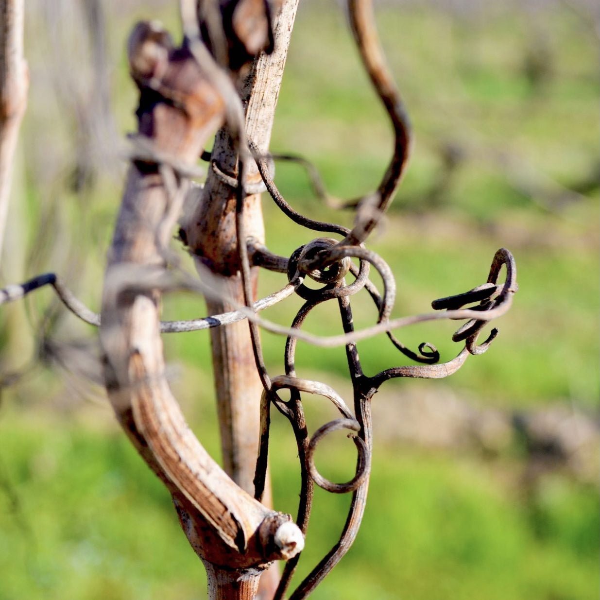 Tannat 2024 (Vin de France)